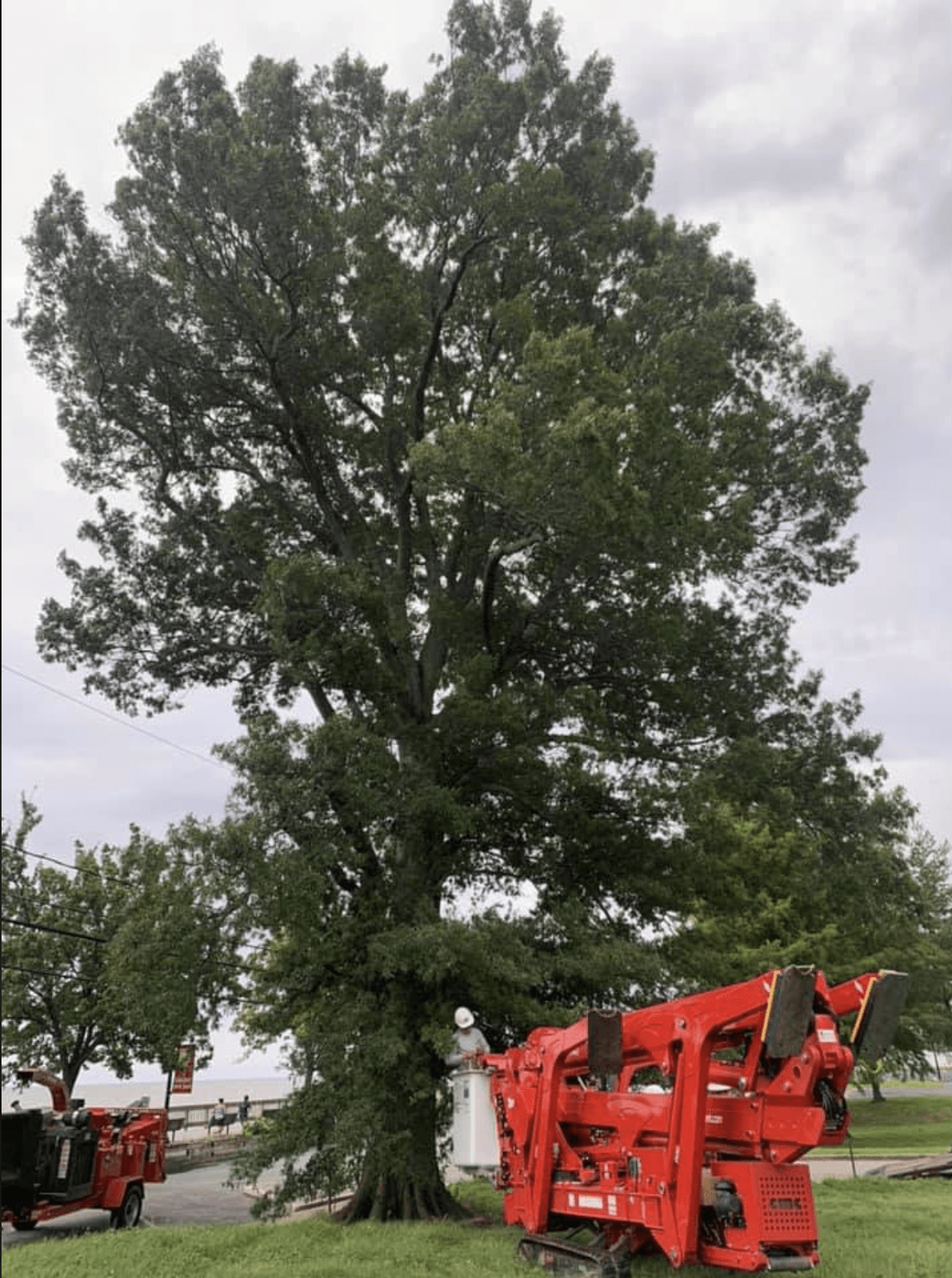 large tree removal north beach md