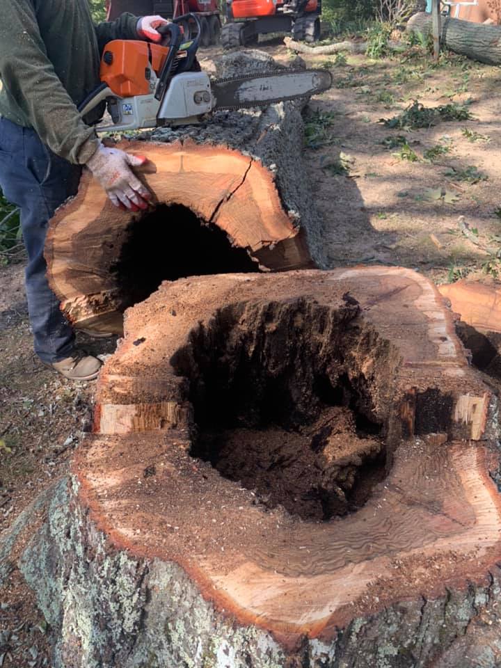 Hollow Tree Removal Southern MD