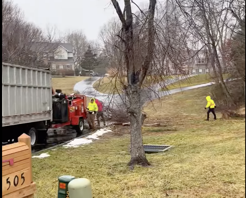 A group of people are working on a tree in a yard.