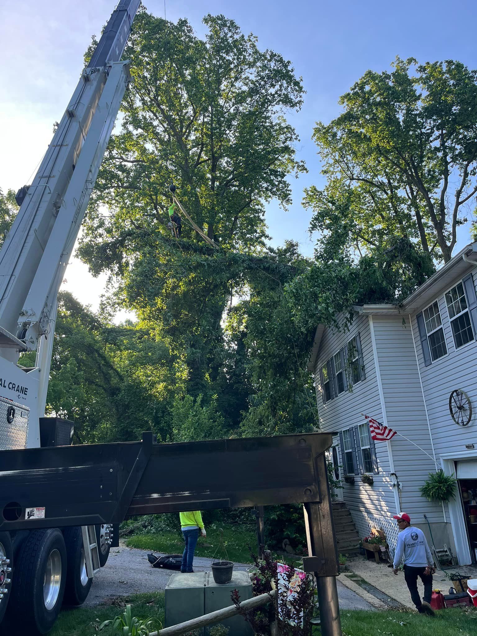 HoneyCove tree services tree removal after a recent storm.