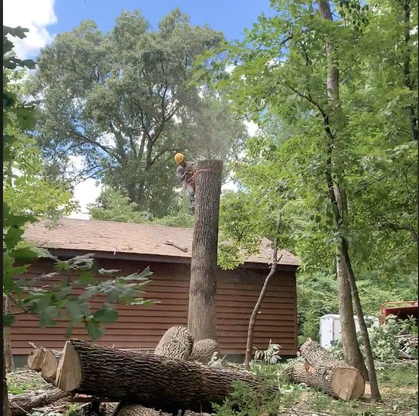 Honey Cove Tree Services Remoges 8 Ash Trees in Hollywood MD