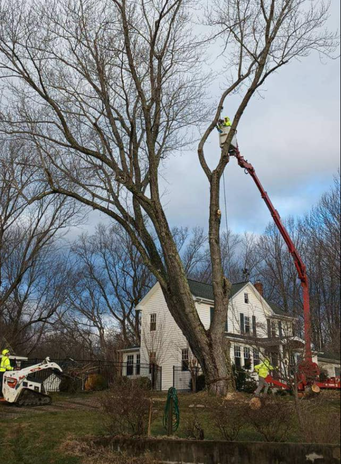 A man is cutting a tree from a crane bucket in front of a house.