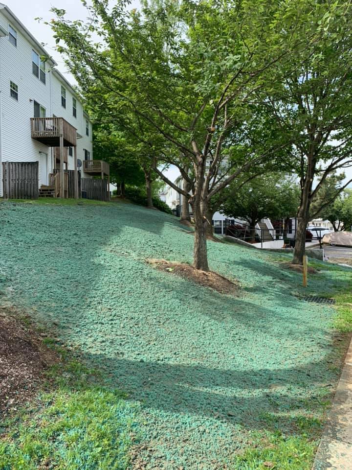 A row of trees sitting on top of a hill that has been hydroseeded.