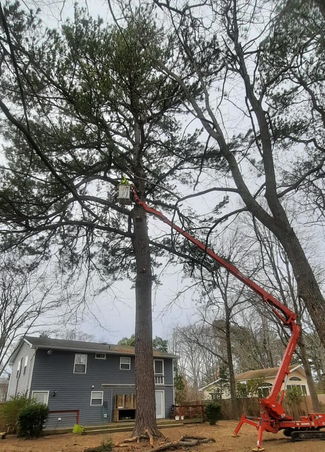 Large pine tree removal in front of a house.