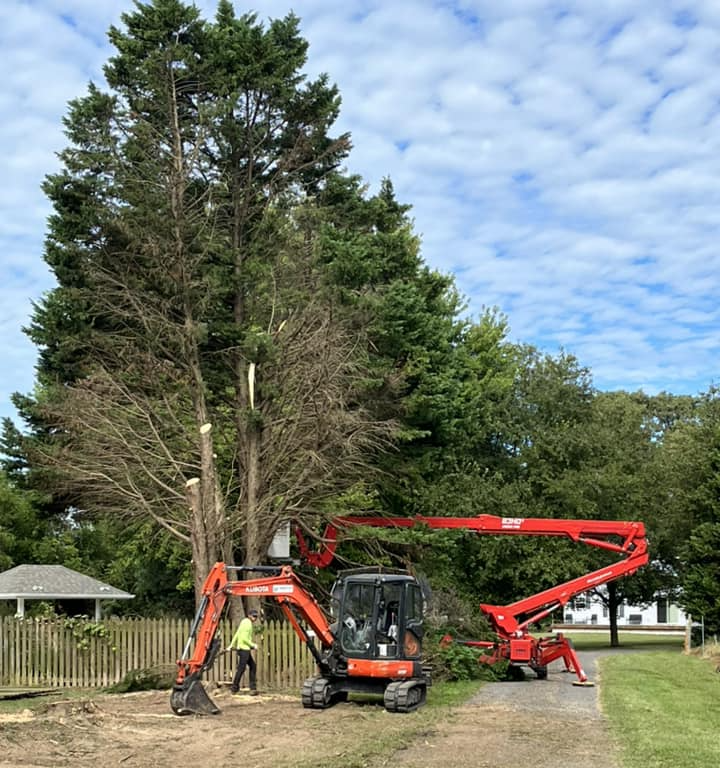 Huge Leyland Cyprus trees removed, St. Leonard