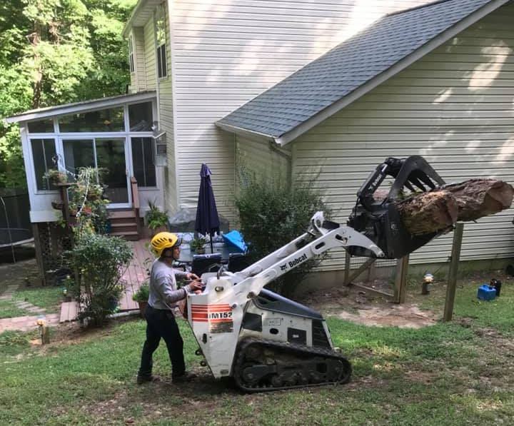 Large Oak Tree Removal