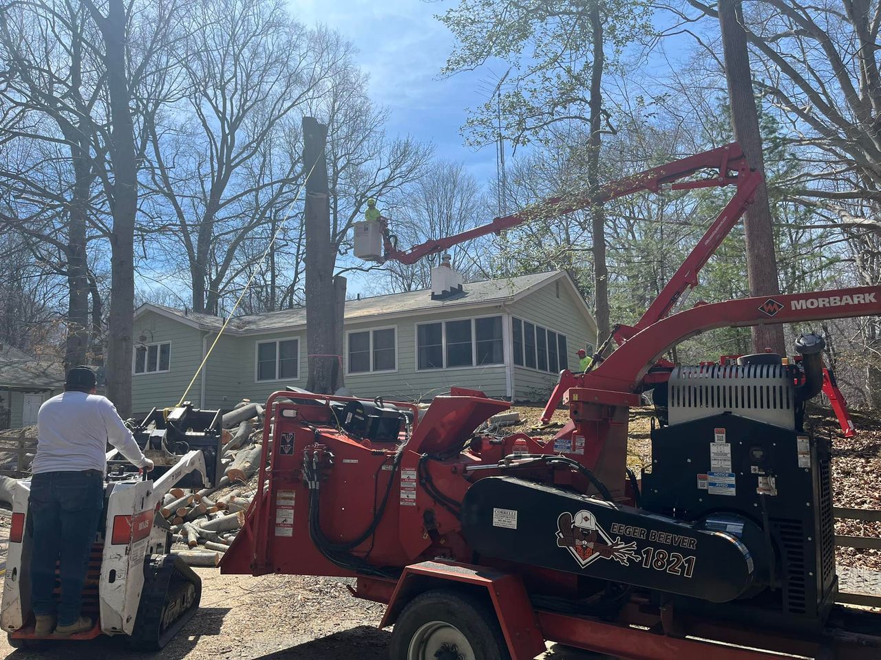 large beech tree removal