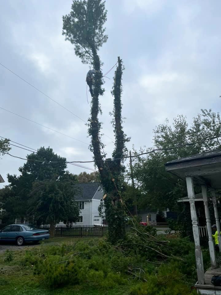 large pine tree removal, tree services Solomons, MD