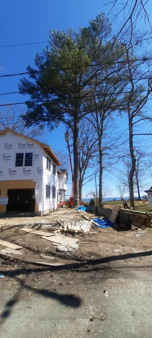 large pine tree removal