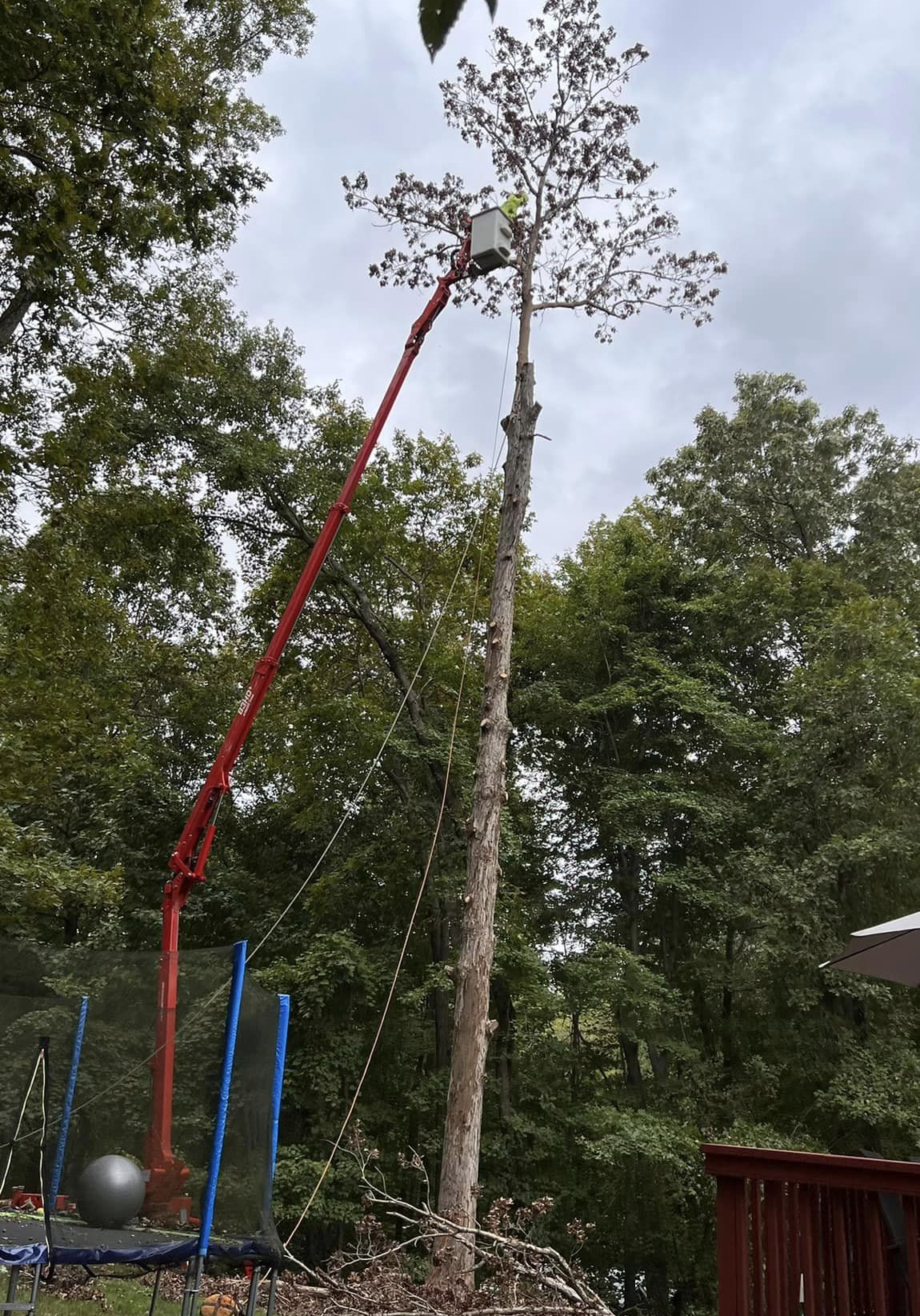 large oak tree removal huntingtown MD