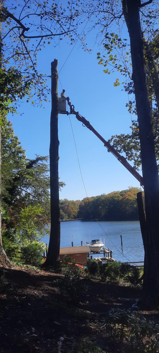 A person is cutting a tree near a lake.
