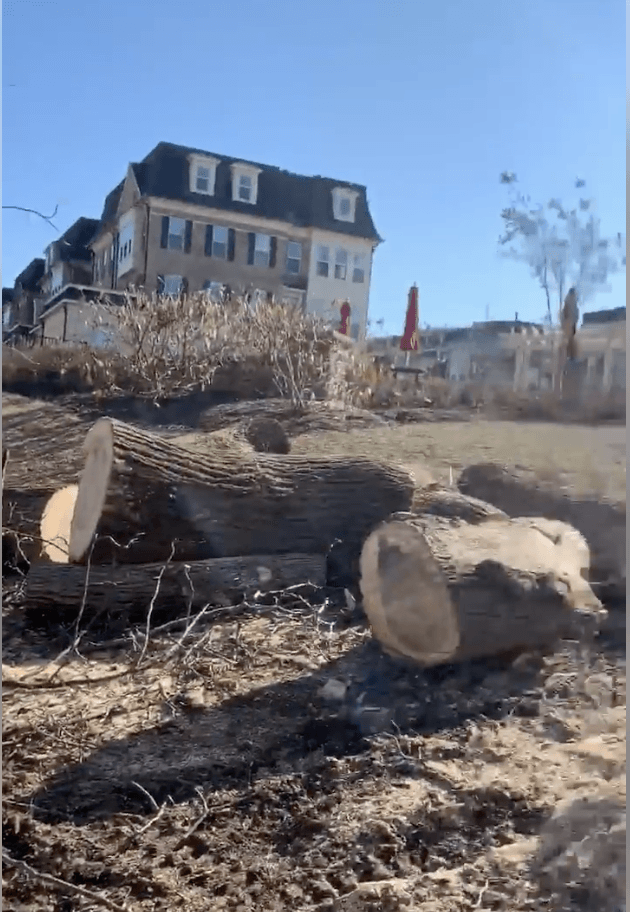 large tree removal