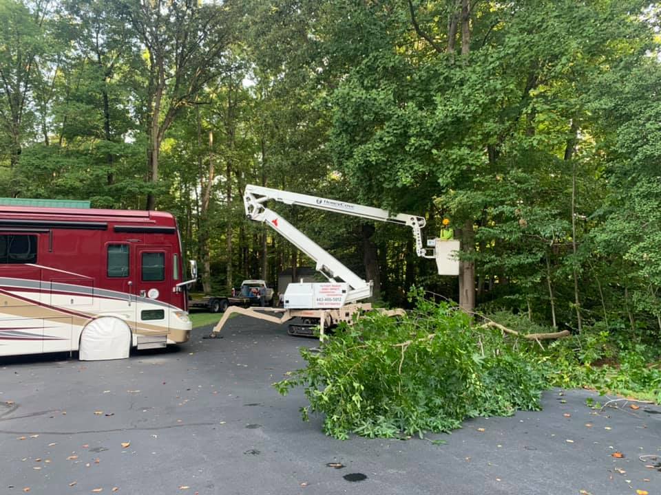 clearing trees along driveway