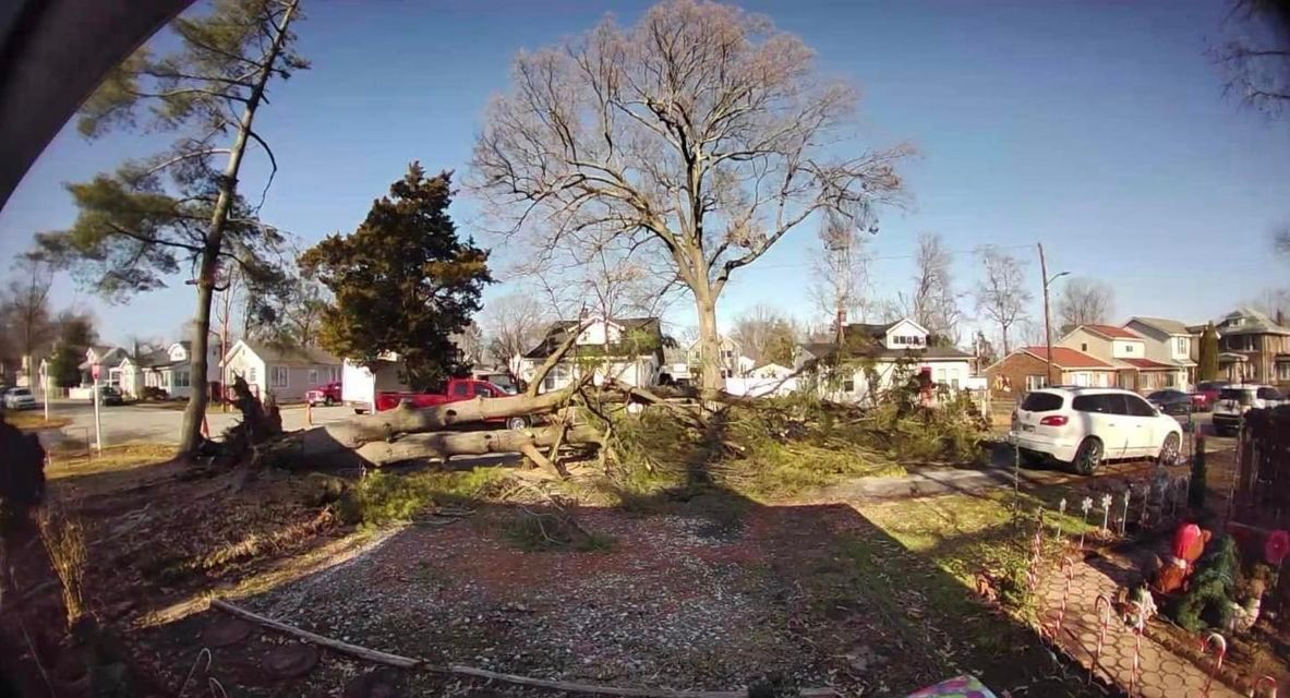 A car is parked in a driveway next to a fallen tree.