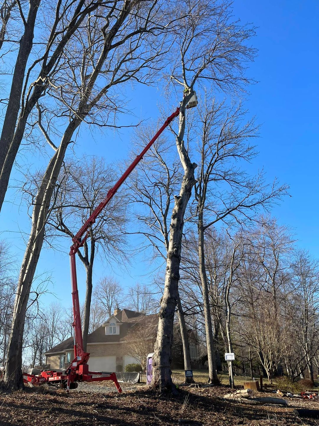 Large Tree Removal