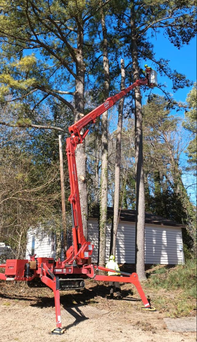 HoneyCove tree servier worker is cutting a tree.