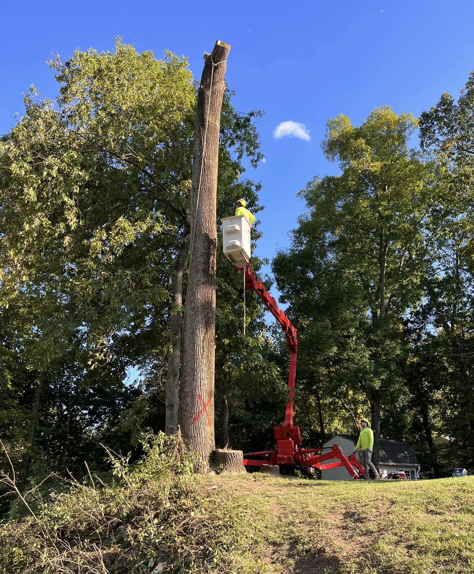 large tree removal Chesapeake Beach, MD