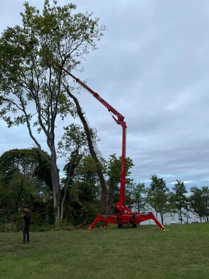 dead tree removal Hollywood MD