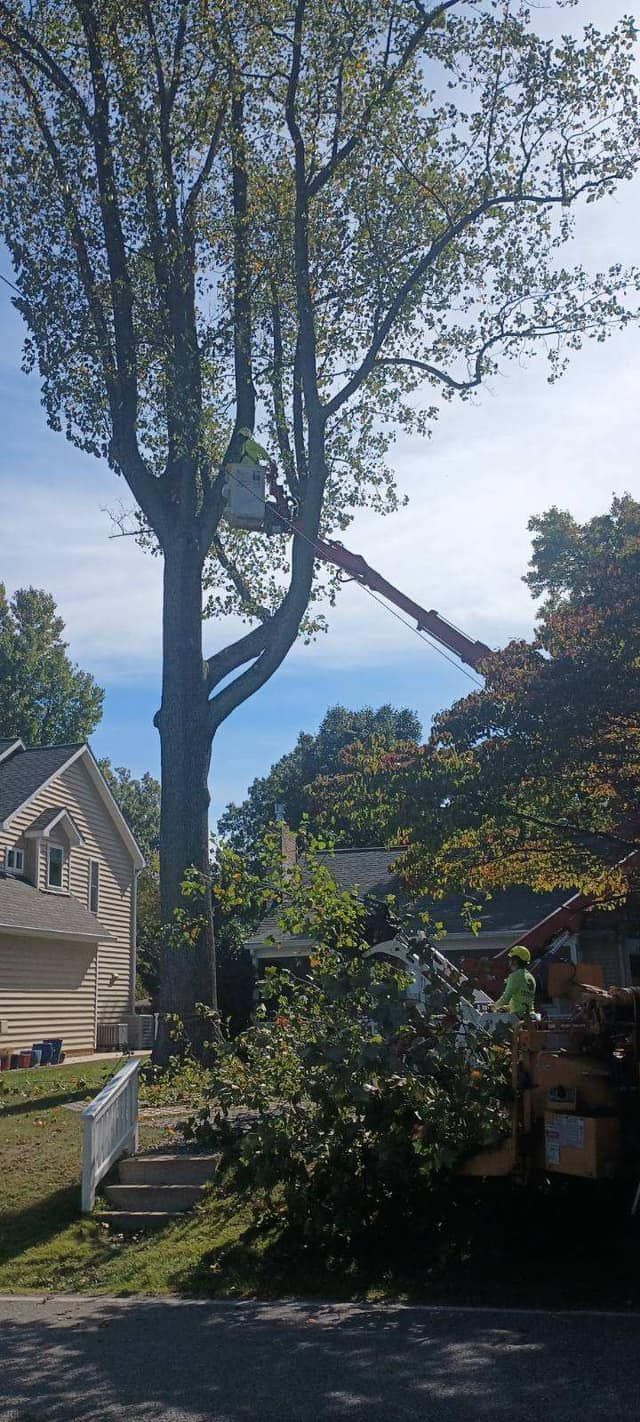 A man is cutting a tree in front of a house.