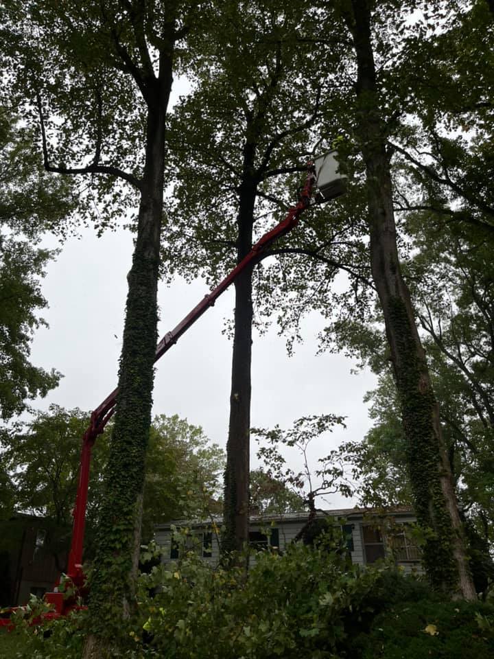 large tree removal St Leonard MD