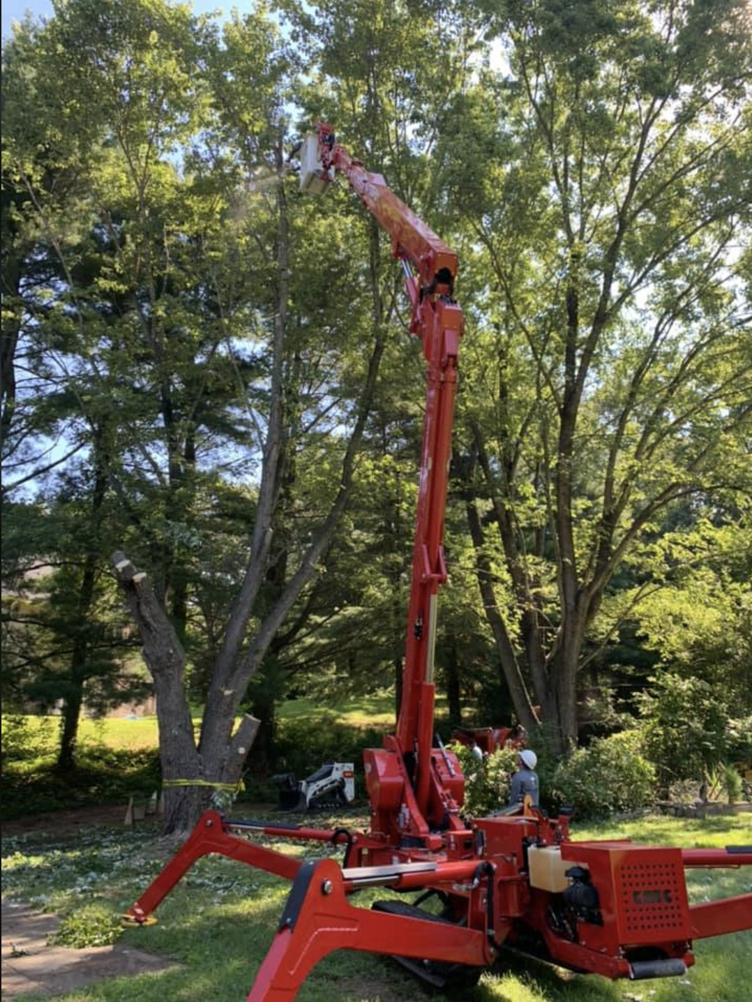 removal of 5 dead trees