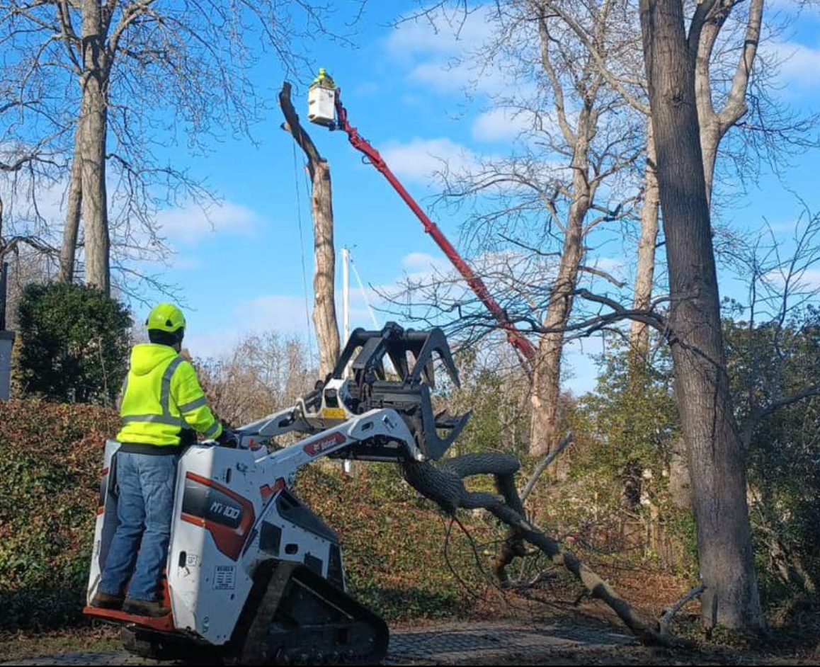 A man is removing a large dead tree.