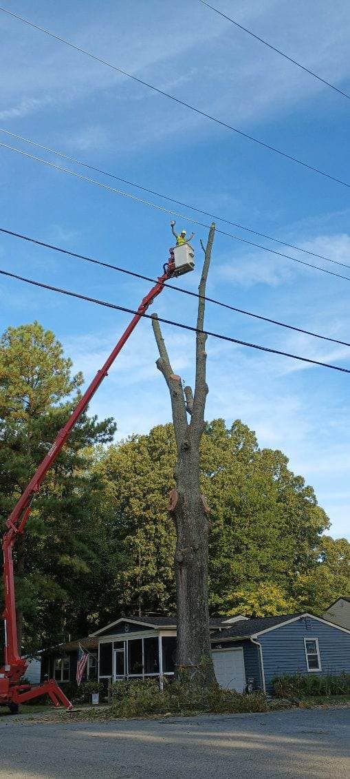 A man is cutting a tree from a bucket on a crane.