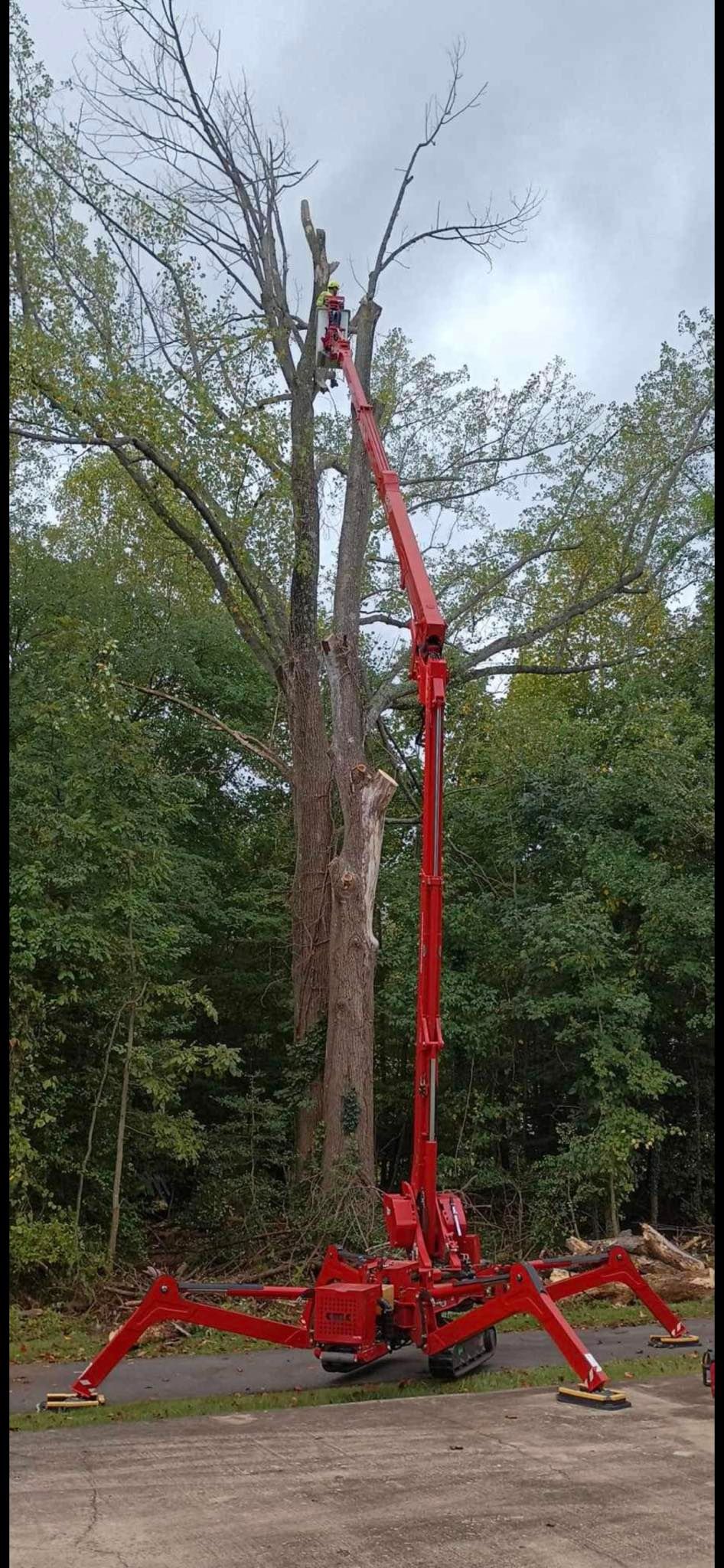 A man in a red crane's bucket is cutting a tree in the woods.