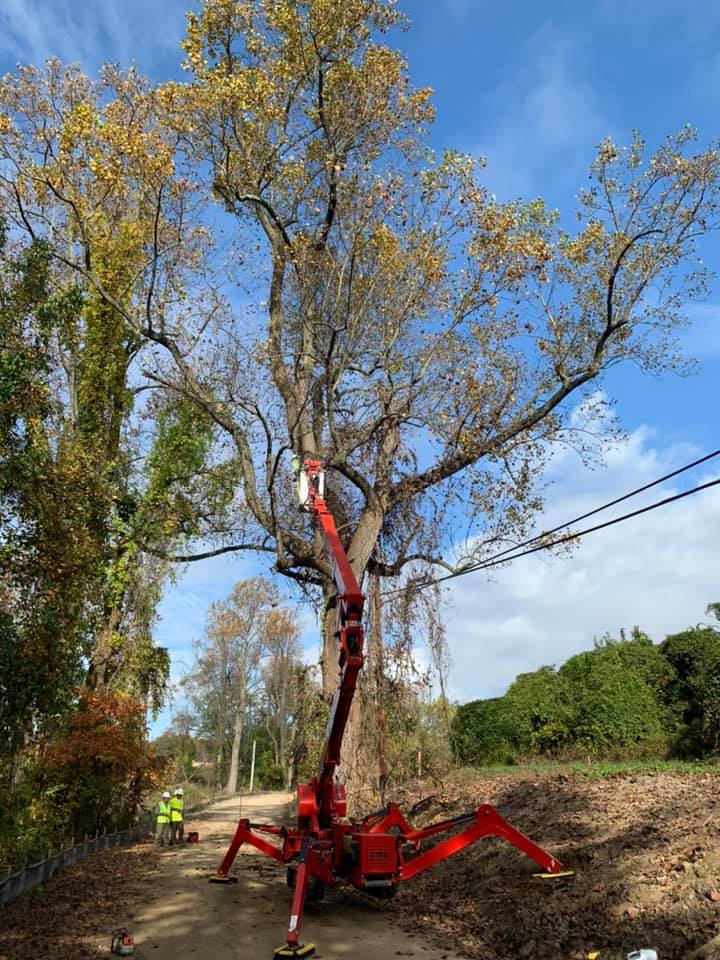 tree removal for utilities