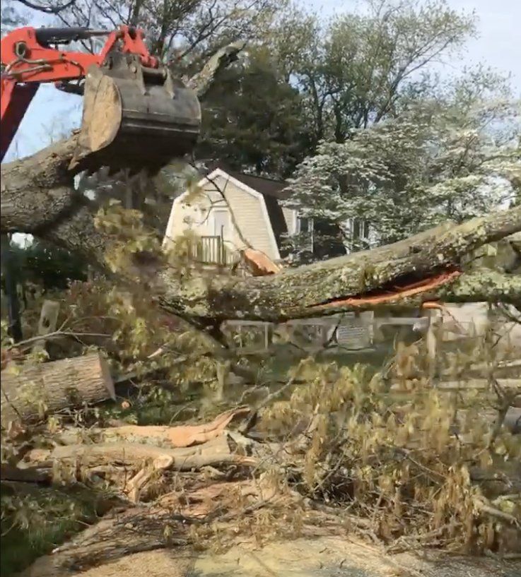 fallen tree removal from swimming pool