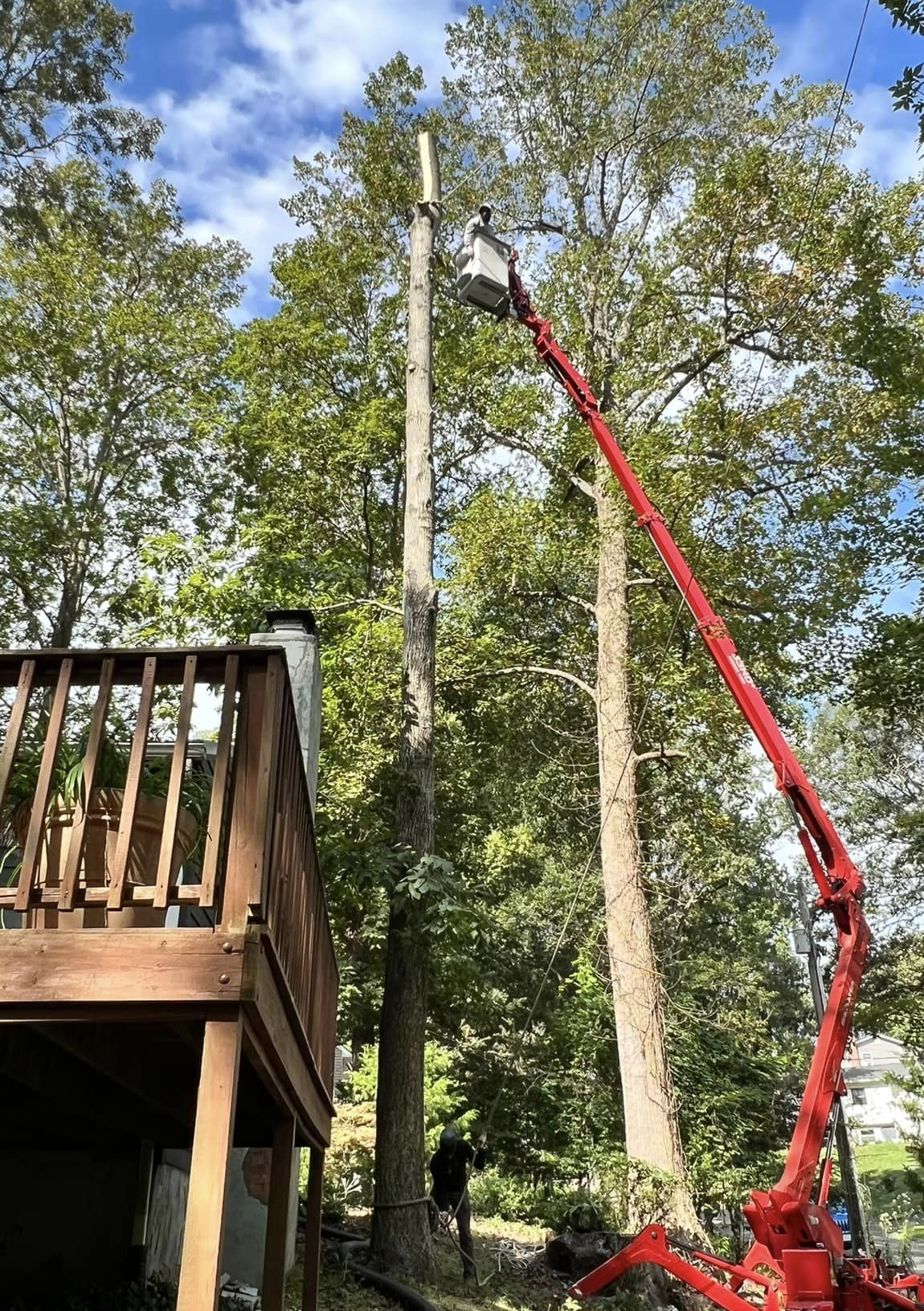 large hickory close to So MD house removed
