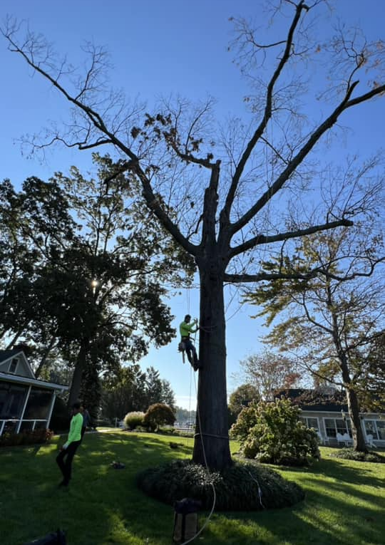 tree removal in critical area