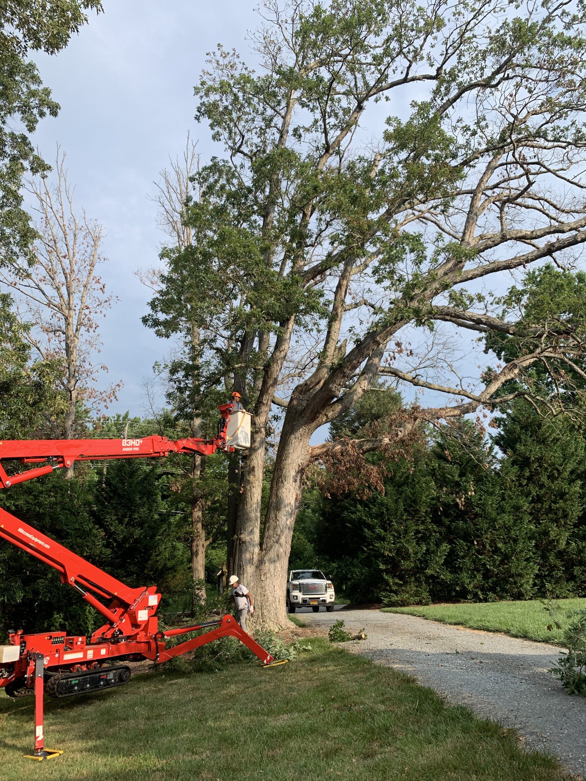 spider lift tree removal southern md