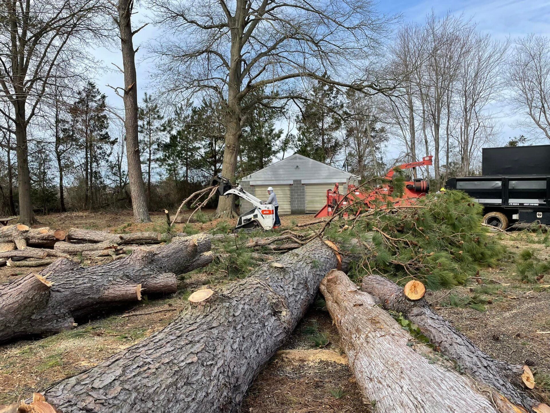 HoneyCove Tree Services removes trees