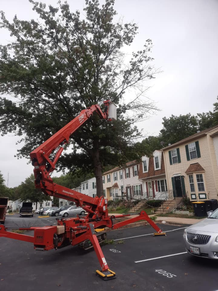 A man in a bucket is cutting a tree in a parking lot.
