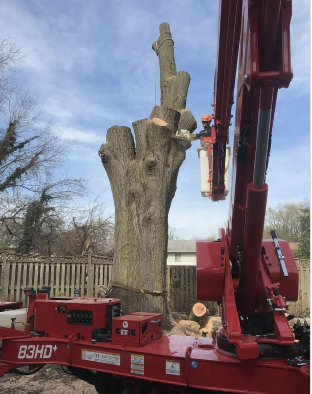 A large tree is being cut down by a man in a bucket on a red crane.