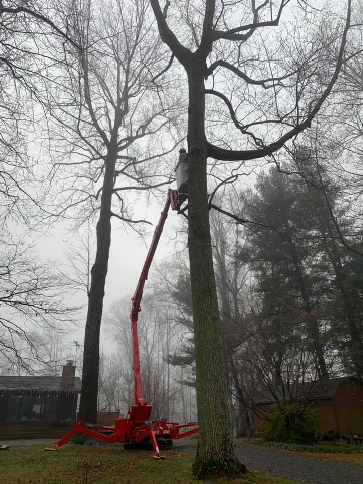 tree removal-chesapeaeke beach md