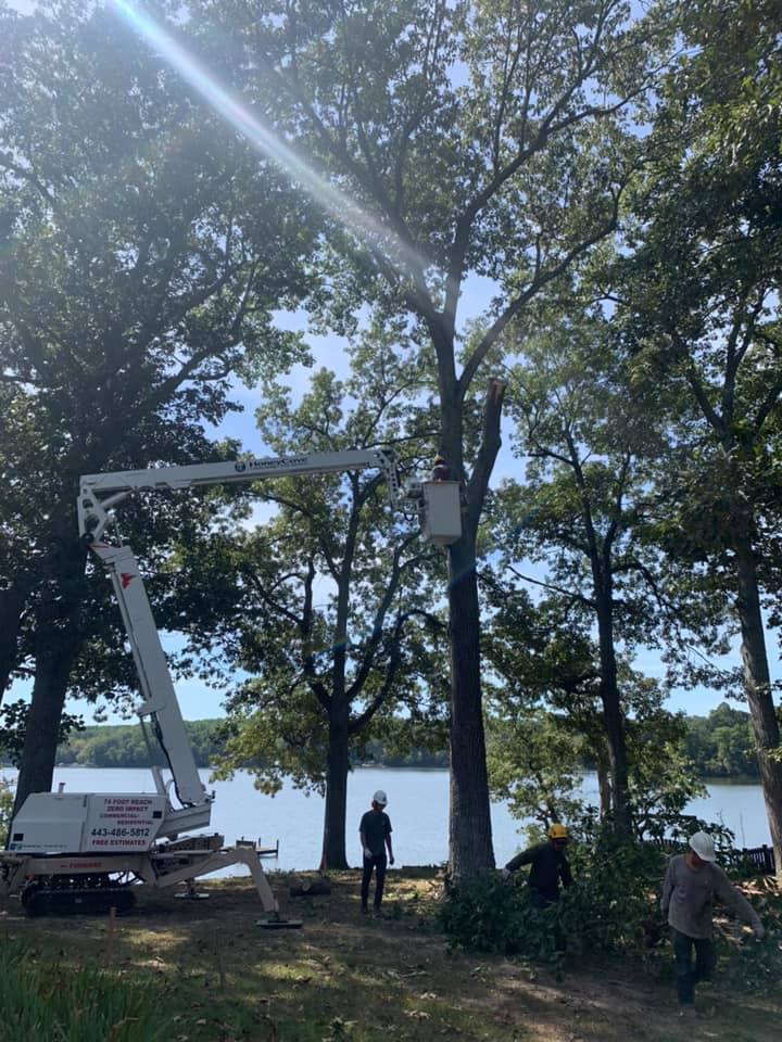 Tree Removal from construction site in Lusby MD