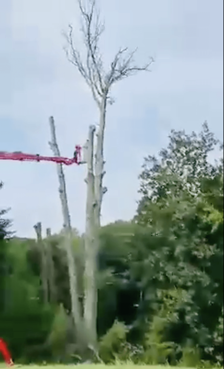 large tree removal, Lusby MD