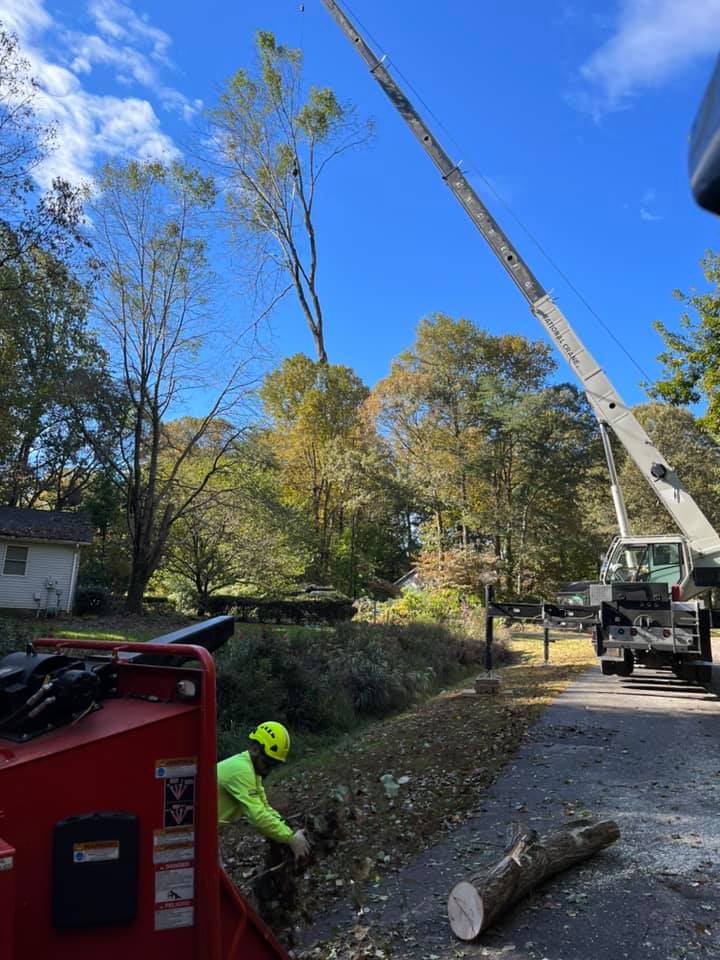 tree removal Mechanicsville