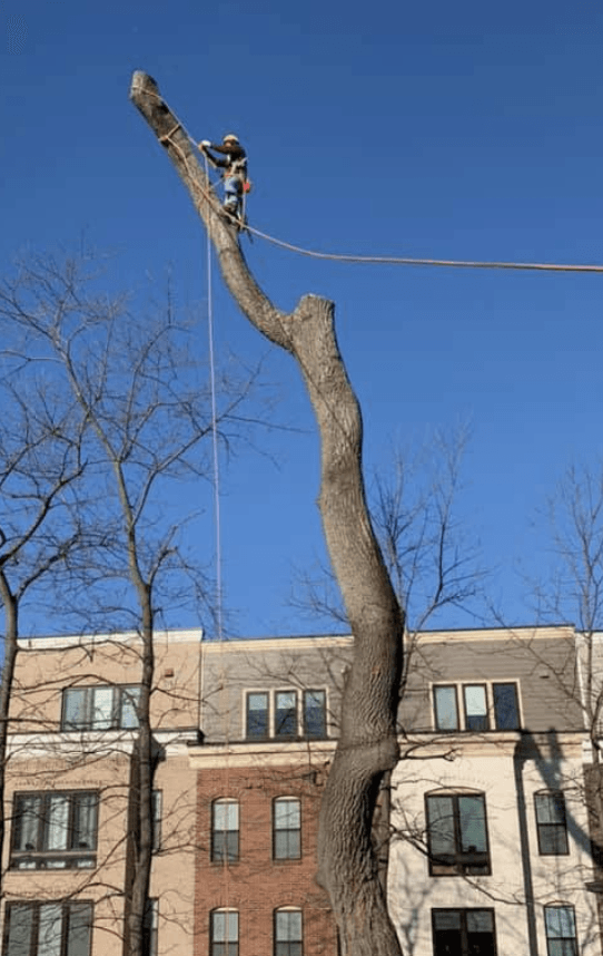 tree removal oxon hill md