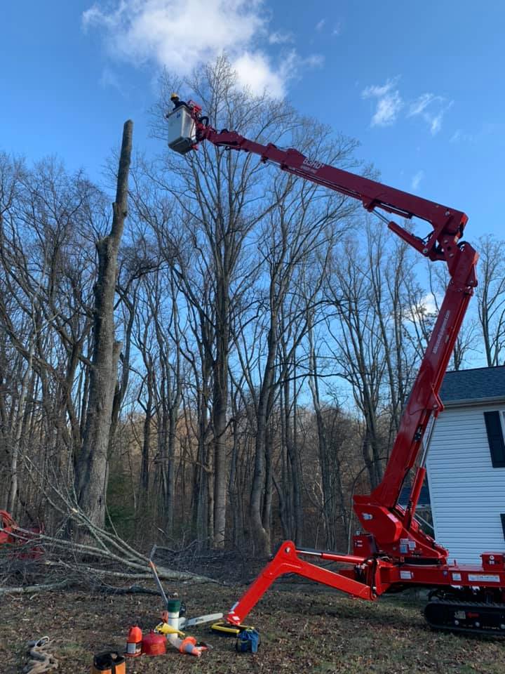 tree removal-port tobacco md