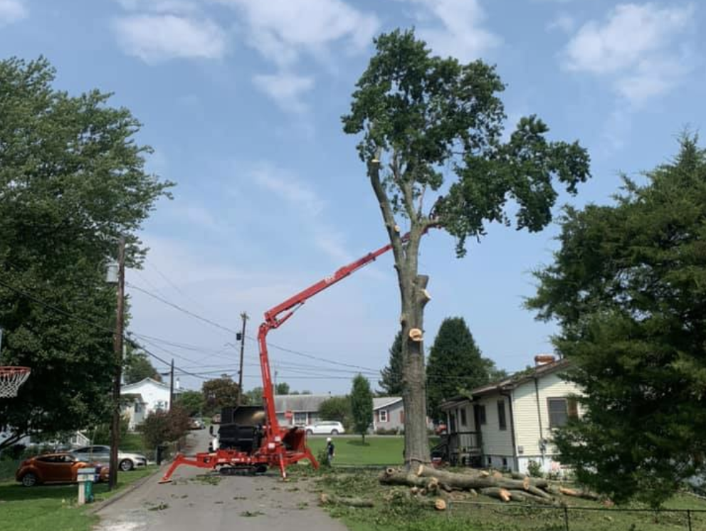 large tree removal calvert county md