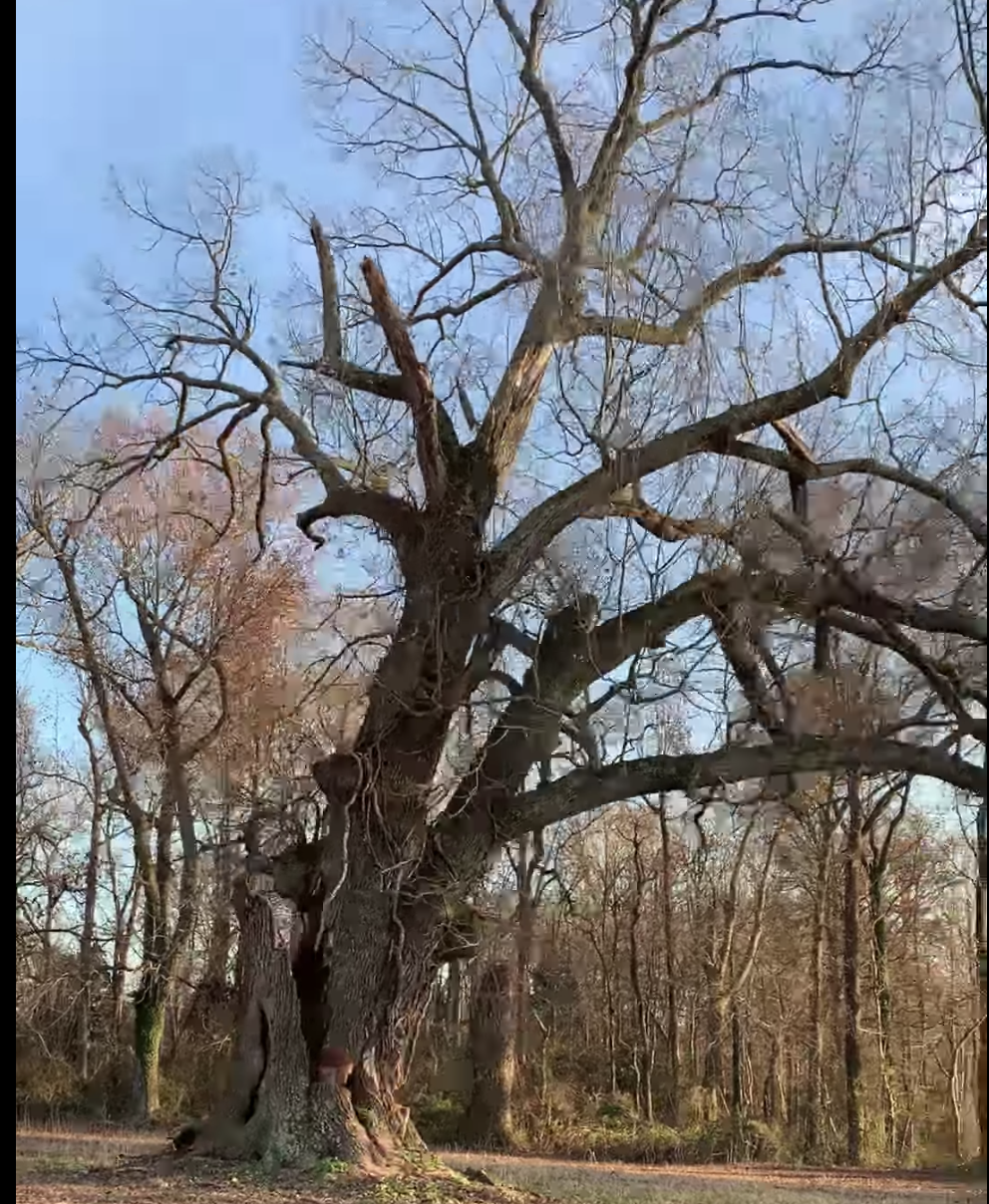 A large dead tree without leaves.