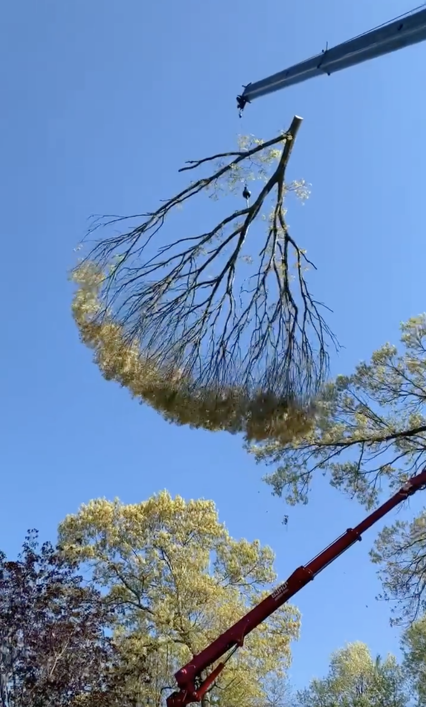 A crane is lifting a tree branch into the air.
