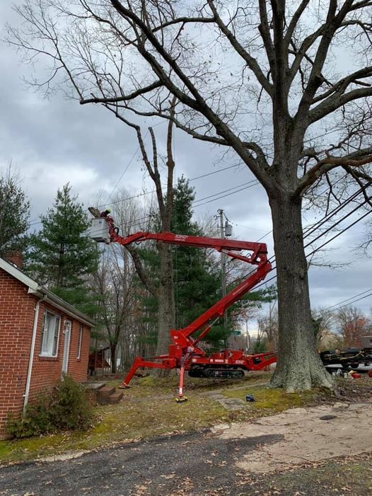 tree removal southern maryland home