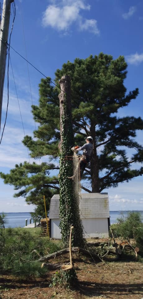 tree take down Tall Timbers MD