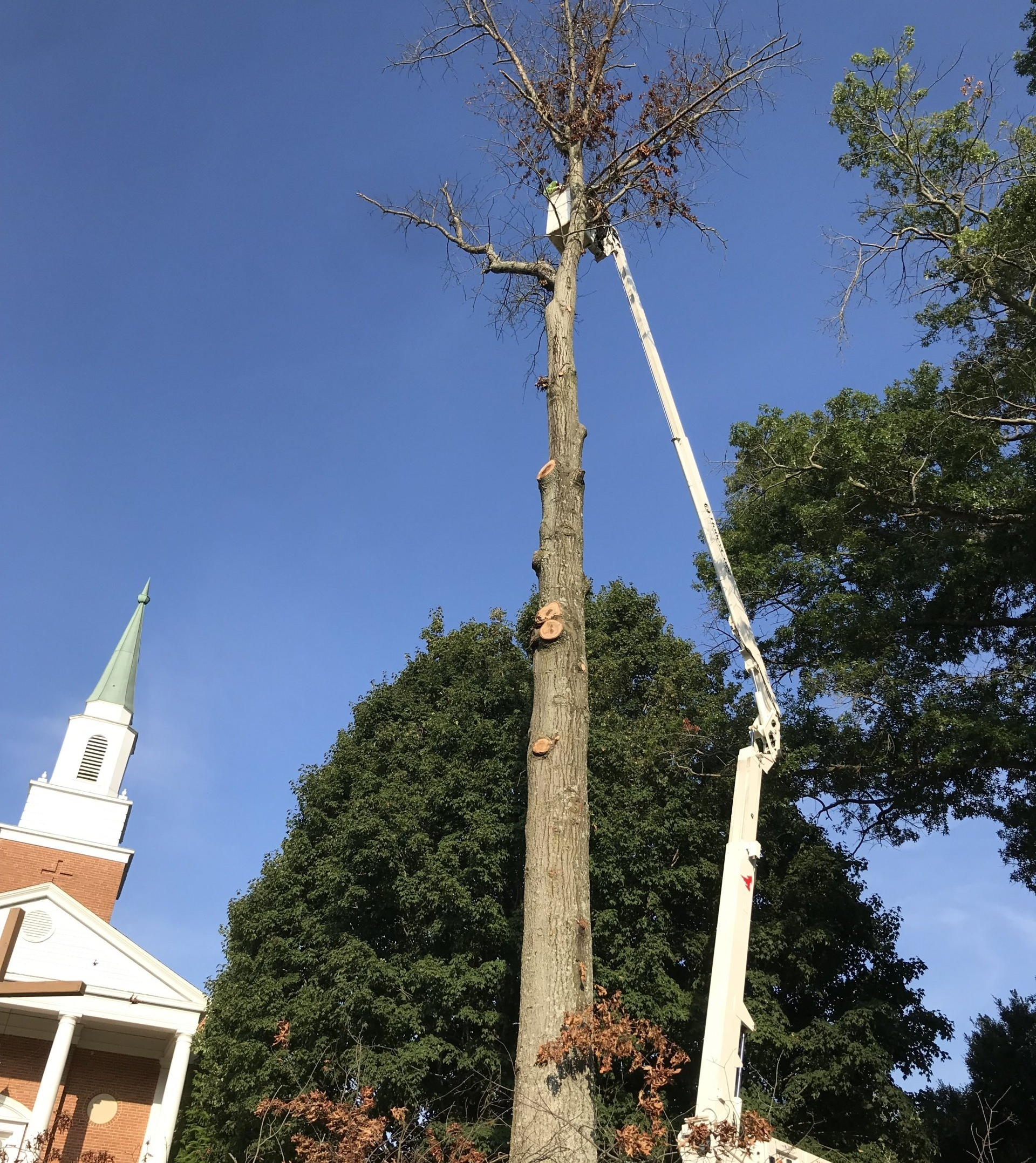 large tree removal church southern md