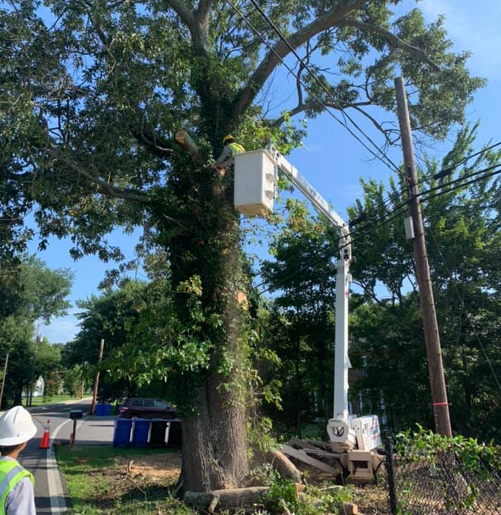 tree removal-la plata md-Honey Cove