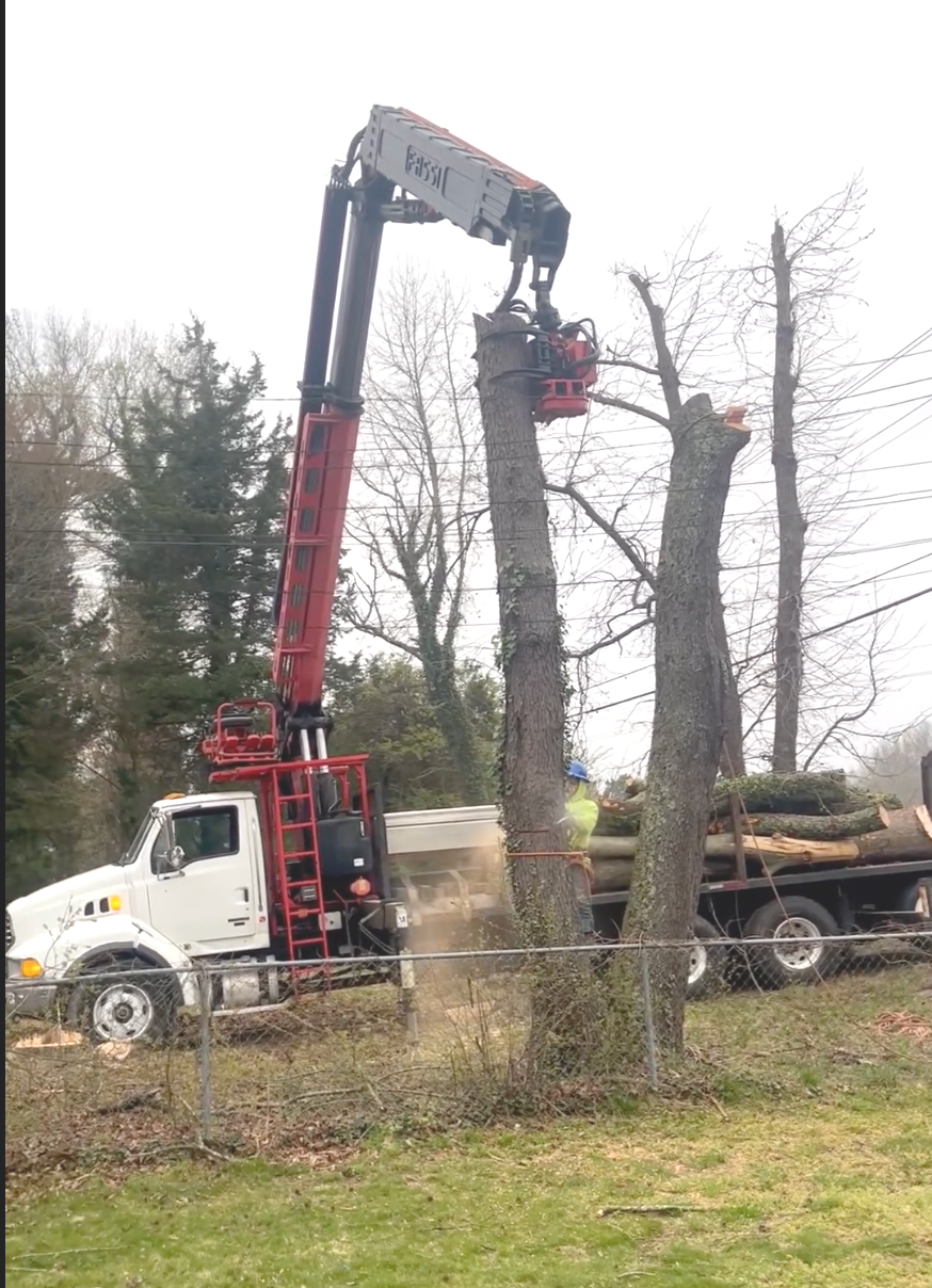 A truck with a crane attached to it is cutting down a tree.